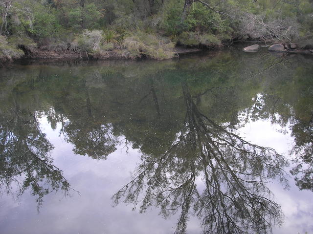 watching trout